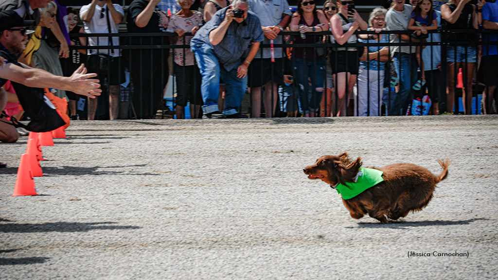 Parker winning Clinton Raceway's Weiner Dog Race