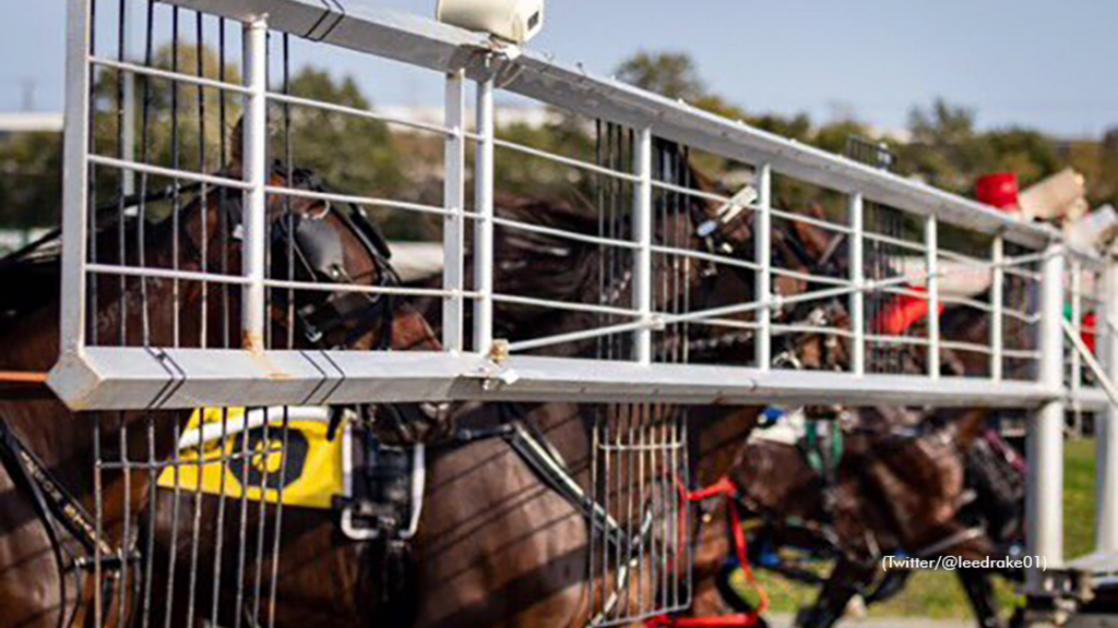 Horses behind the starting gate at Summerside