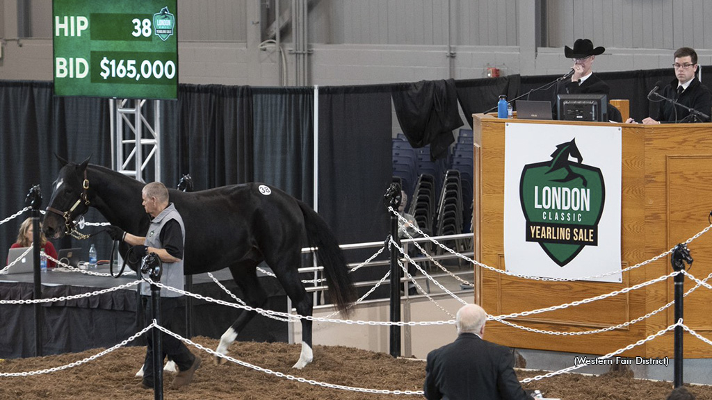 A yearling in the ring at the London Classic Yearling Sale