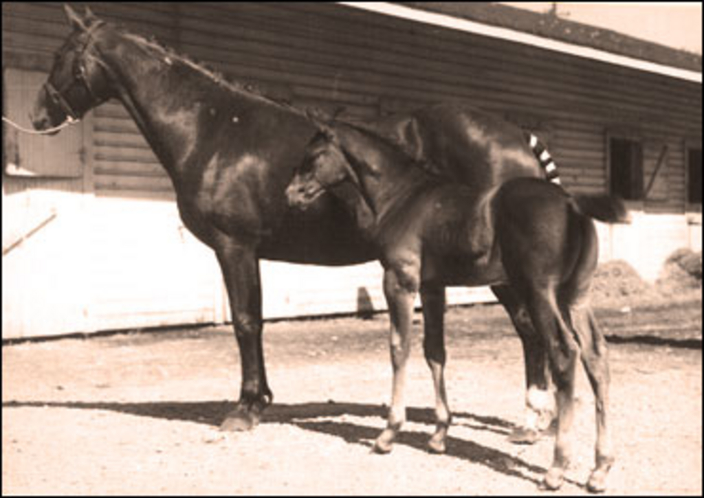 vintage-mare-and-foal.jpg