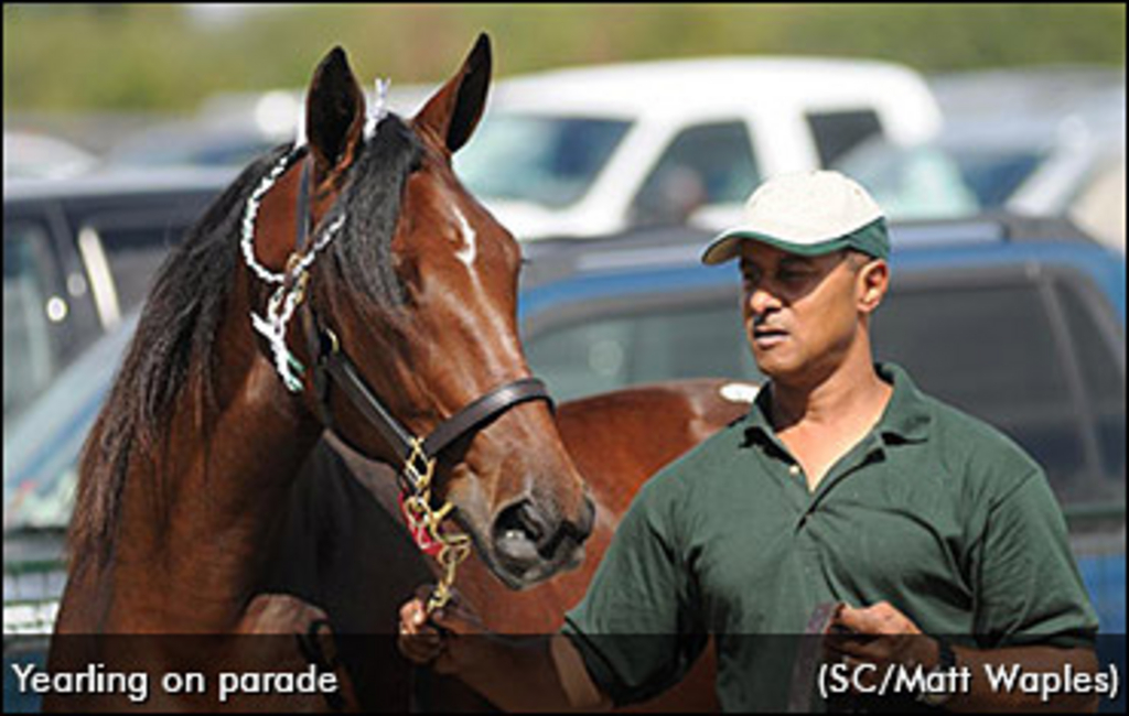 yearling-on-parade-370px.jpg