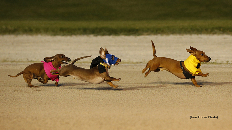 Wiener dog races at Grand River Raceway