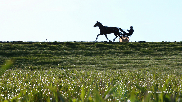 A Standardbred horse training on a track in the distance
