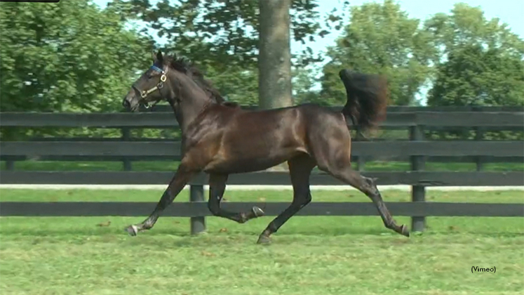 Cyberspace as a yearling