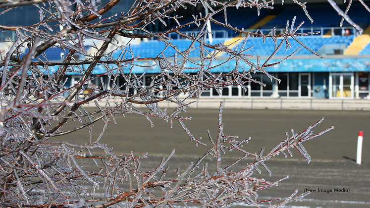 Icy trees in front of Woodbine Mohawk Park grandstand